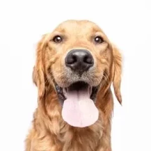 Muzzo